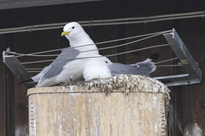 Are we getting rid of kittiwakes in Tromsø city center? Are we getting rid of kittiwakes in Tromsø city center?