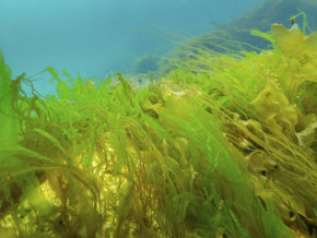 An underwater jungle in Tromsø city center An underwater jungle in Tromsø city center